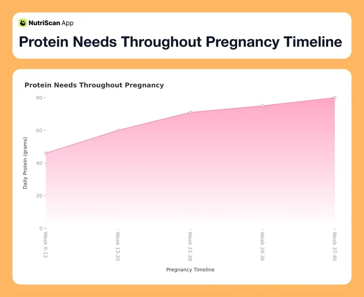 Protein Needs Throughout Pregnancy Timeline