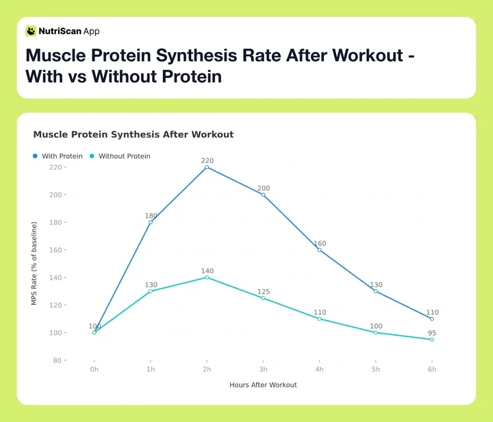 Muscle Protein Synthesis Rate After Workout - With vs Without Protein